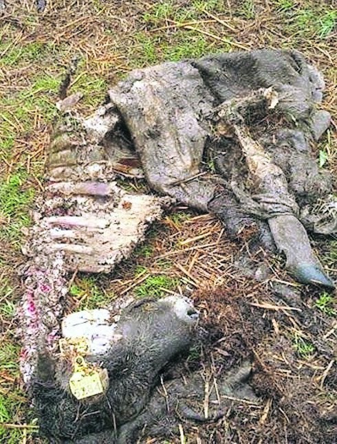 Restos de una ternera devorada por los lobos en el Parque Natural de Redes. 