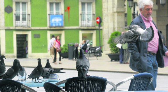 Palomas sobre la mesa de una de las terrazas hosteleras de El Parche, una imagen habitual en las plazas del casco histórico. 