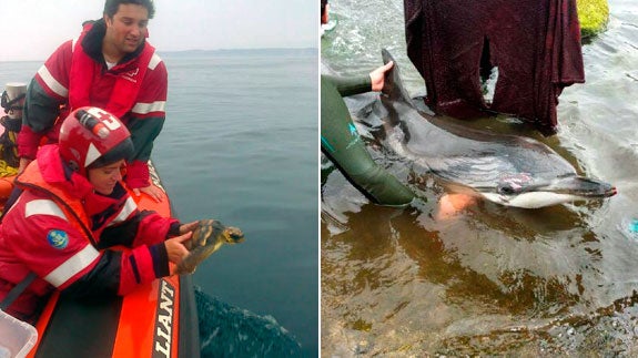 A la izquierda, liberación de la tortuga boba. A la derecha, el delfín encontrado esta mañana en Gijón. 