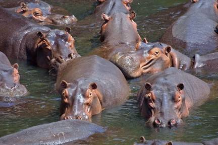 ¿Qué hacer con los hipopótamos de Pablo Escobar?