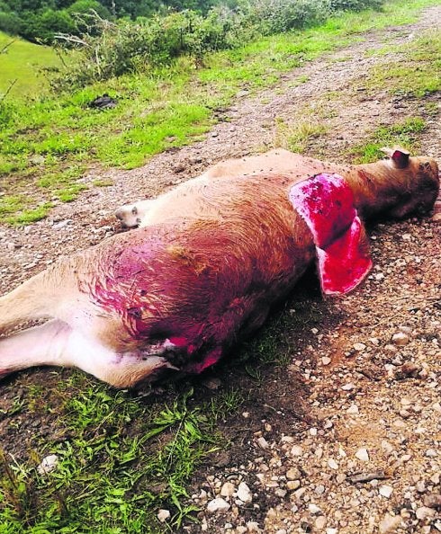 Una de las terneras atacadas por el lobo en la Sierra de Cuena. 