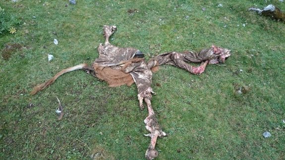 Restos de un ternero que sufrió el ataque de una manada de lobos en los montes lenenses. 