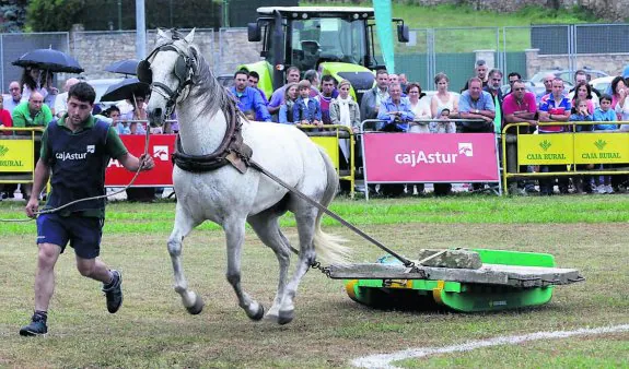 Concurso de arrastre con caballos celebrado ayer. 