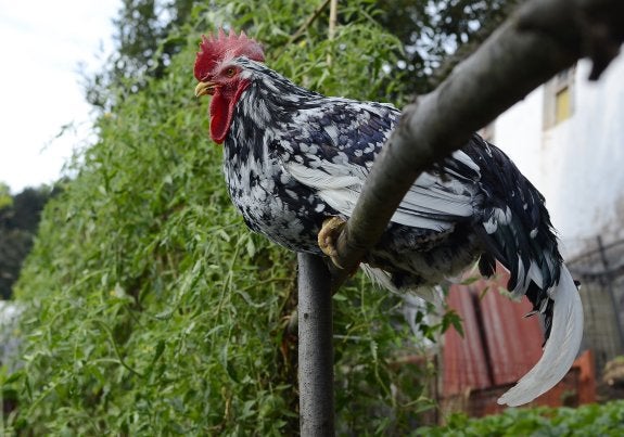 Gran macho de pinta negra, criado especialmente para la participación en concursos morfológicos de esta raza autóctona. 