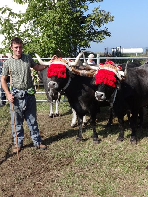 'Tasuga' y 'Romera', dos vacas tudancas de Víctor Nosti. 