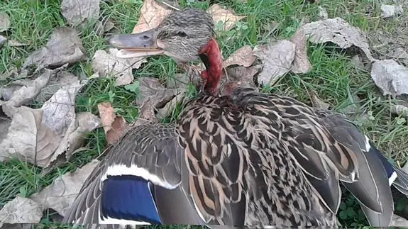 Sacrifican al pato atacado por las nutrias en el parque Isabel la Católica