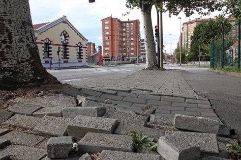 Las raíces de los árboles de gran porte han levantado el pavimento de la acera en Gutiérrez Herrero 