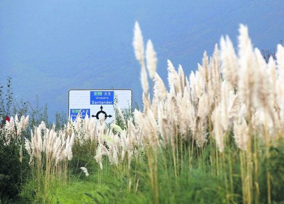 'Plumeros' en plena autovía del Cantábrico, en la zona oriental asturiana. :: JORGE PETEIRO