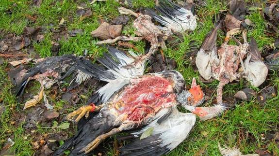 Estado en el que quedó el cuerpo de las aves. 