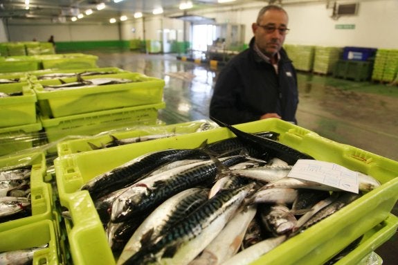 Cajas de xarda subastadas al inicio de la temporada el pasado año en la rula de Avilés. 