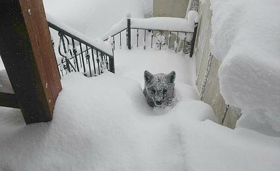 Imagen del osezno en la escalera de la vivienda.