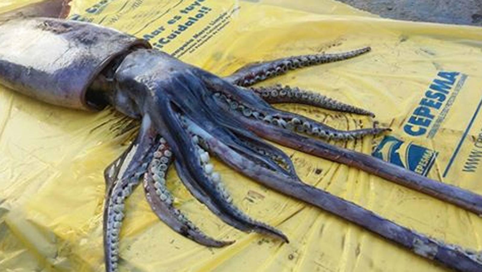 El calamar recuperado en El Arbeyal