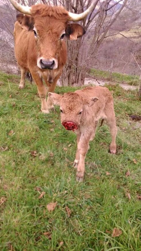 Uno de los dos terneros atacados por el lobo esta misma semana en Villaverde, en Amieva. 