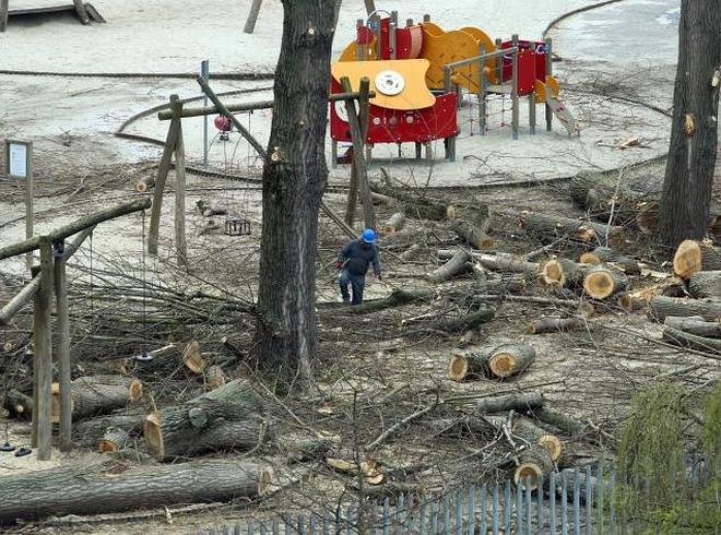 Imagen del parque con los árboles ya cortados. 