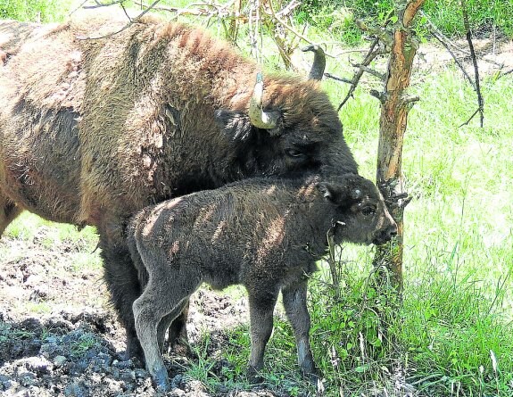 El joven Astur, con su madre Pipa. :: F. MORÁN