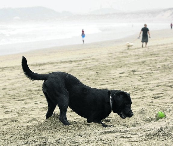 Un perro, sin atar, juega en la playa de Salinas.
