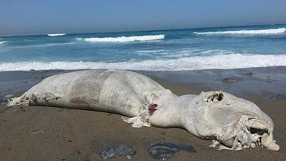 Ejemplar sin identificar encontrado en la playa de Peñarrubia. 