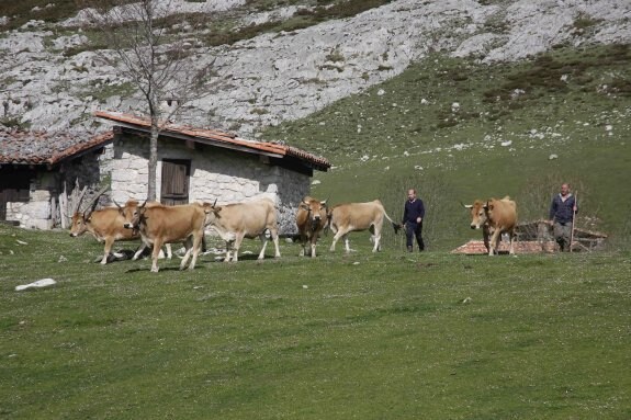 Los ganaderos Ángel Labra y Pancho Crespo, de Beceña, conducen las primeras vacas casinas en llegar a la vega de La Cueva, el día de la apertura de pastos . 