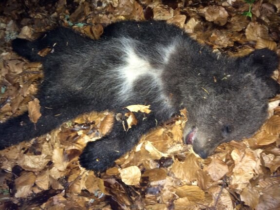 El cadáver de la cría de oso localizado el sábado. 