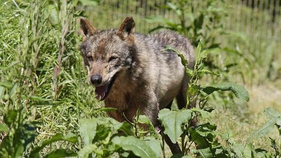 Un ejemplar de lobo ibérico hembra, llegado del País Vasco, que vive en cautividad en el zoo de La Grandera, en Soto de Cangas. 