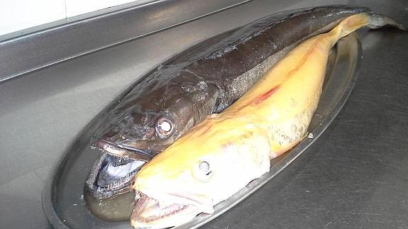 Una merluza albina para comer en Tineo