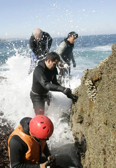 Un grupo de perceberos extrae el crustáceo de la roca. 