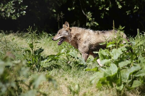 Un ejemplar de lobo ibérico hembra paseando alrededor del espacio en el que vive en cautividad en el zoo de La Grandera. 