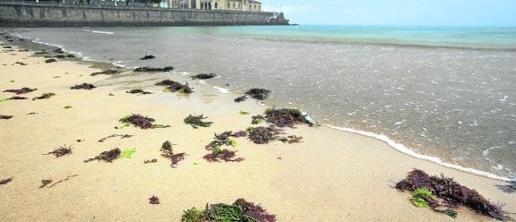 Algas arrancadas por la mar y depositadas por el oleaje en la arena de la playa de San Lorenzo. 