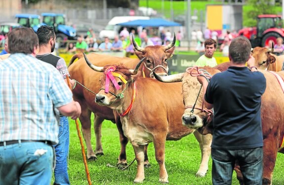 Ganaderos y reses de la raza Asturiana de la montaña durante la entrega de premios de ayer. 