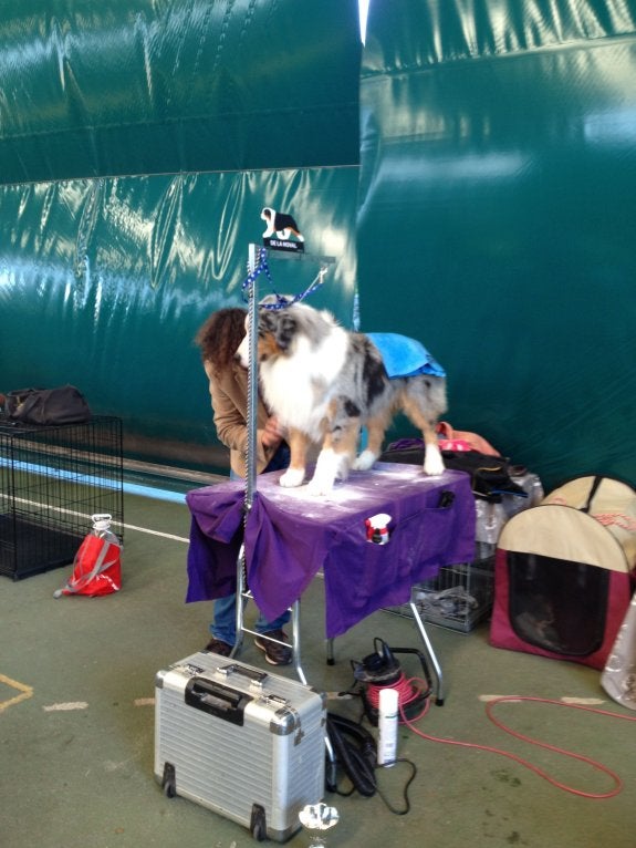 180 canes en el concurso de Candás