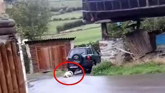 Denuncian a un vecino de Tineo por arrastrar a un perro con un todoterreno