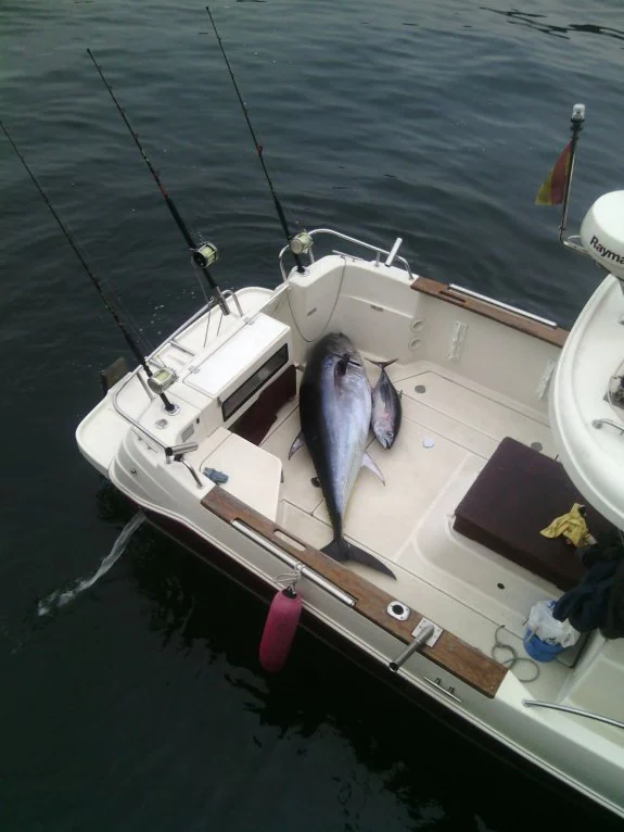 El ejemplar de atún rojo gigante del Mediterráneo pesó 148 kilos en la báscula de la rula. 