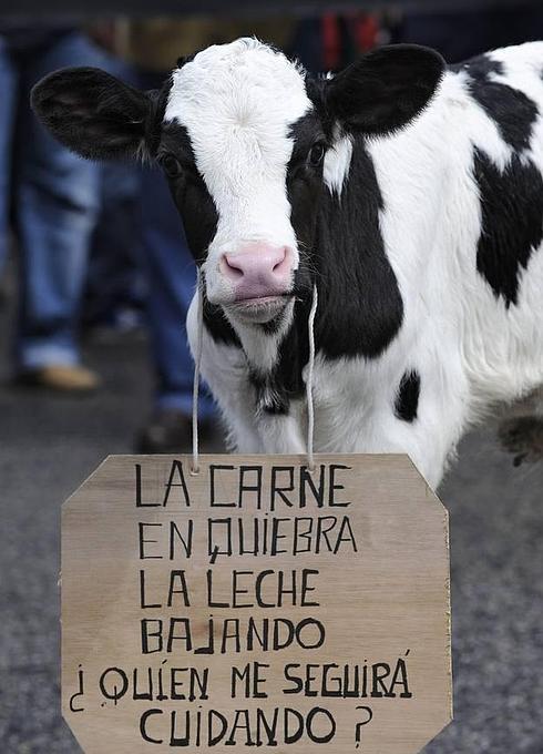 Un ternero, en una protesta ganadera.