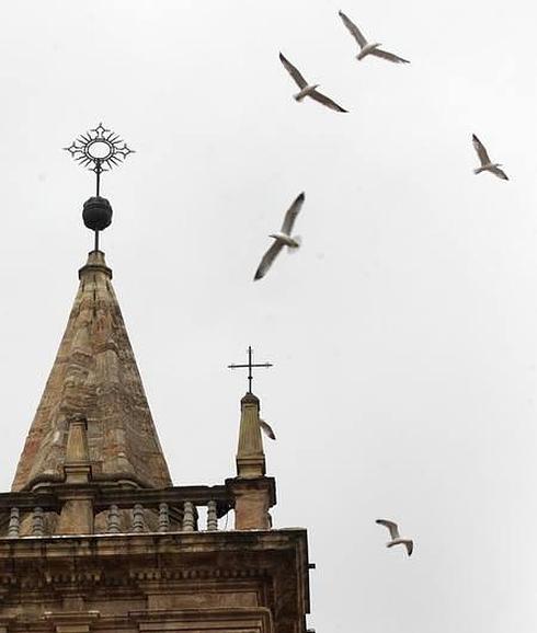 Gaviotas en El Antiguo.