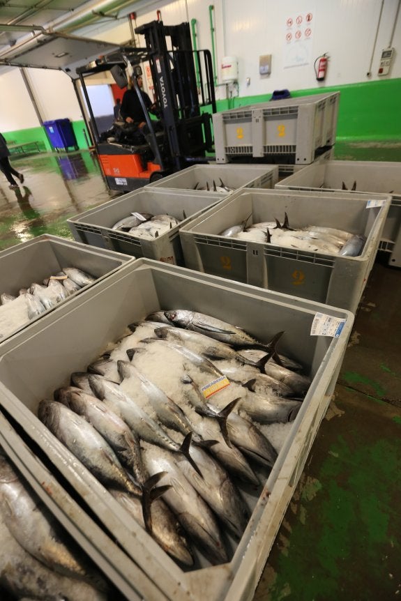 Cajas de bonito apiladas antes de su subasta en la lonja pesquera de Avilés . 