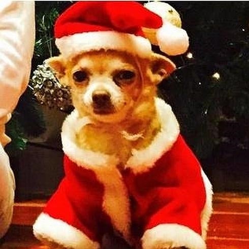El perro de la familia Bustamante Echevarría, listo para disfrutar de las fiestas.