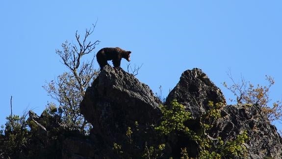 Un oso, en lo alto de un peñasco, en el parque natural de Fuentes del Narcea, Degaña e Ibias. 