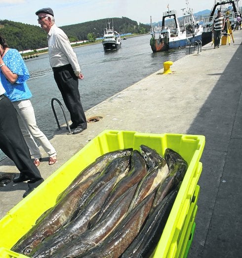 Merluzas en el puerto de Avilés. 