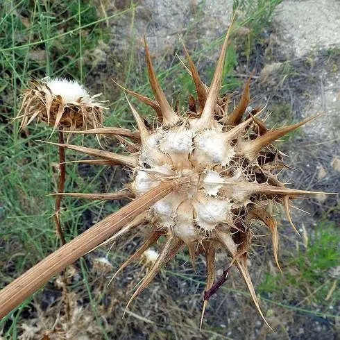 Flor seca del cárdo borriquero, planta cuya semilla contiene la beneficiosa silibinina.