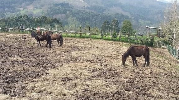 Algunos de los caballos recuperados del Sueve, en una finca. 