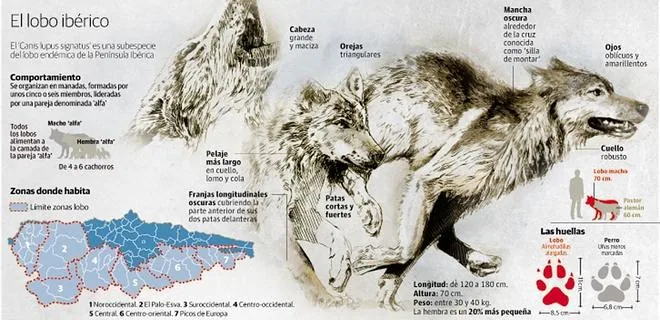La incógnita del lobo en el monte asturiano | El Comercio