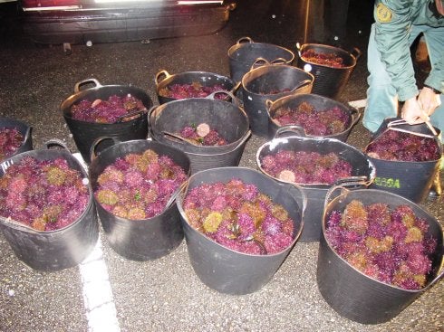 Varios cestos repletos de oricios recién pescados. 