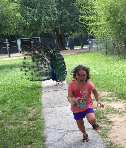 La niña que huye del pavo real y se viraliza