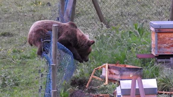Un oso salta por encima de una valla para llegar a un colmenar asturiano.