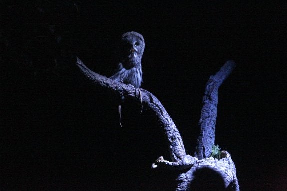 Uno de los búhos, posado en un árbol.