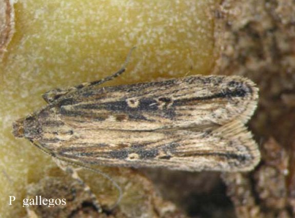 El Principado alerta de la llegada de la polilla guatemalteca, que provoca daños en cultivos de patatas