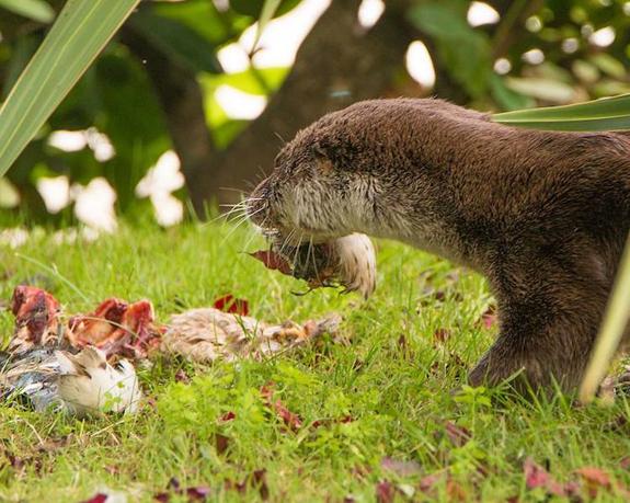 Una nutria en el parque devorando lo que parece un ejemplar de pato mudo. 