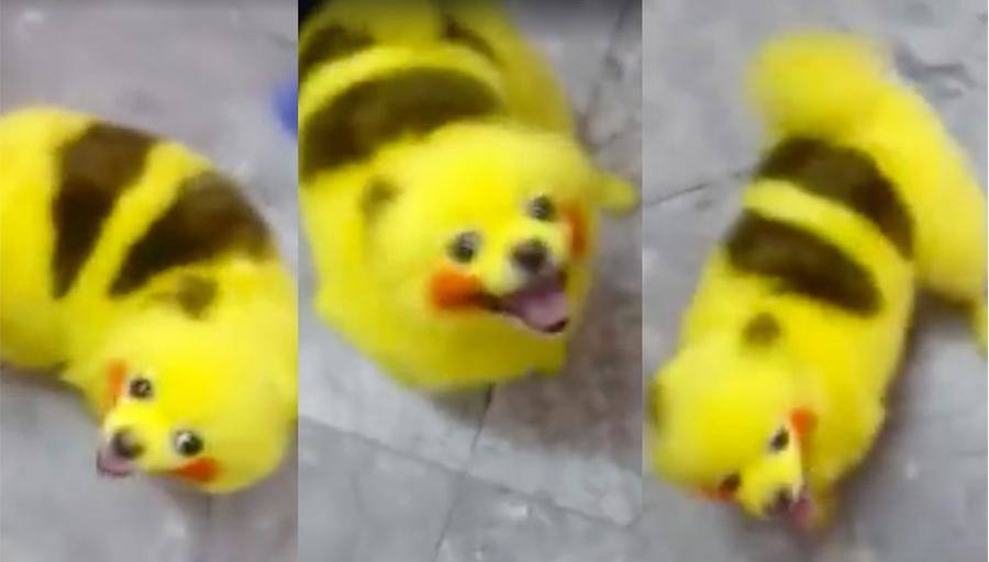 Pinta a su perro como Pikachu e incendia las redes sociales