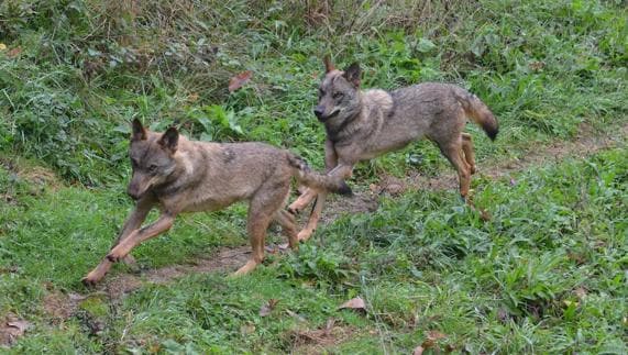 Cantabria premiará a los ganaderos que ayuden a proteger al lobo | El  Comercio