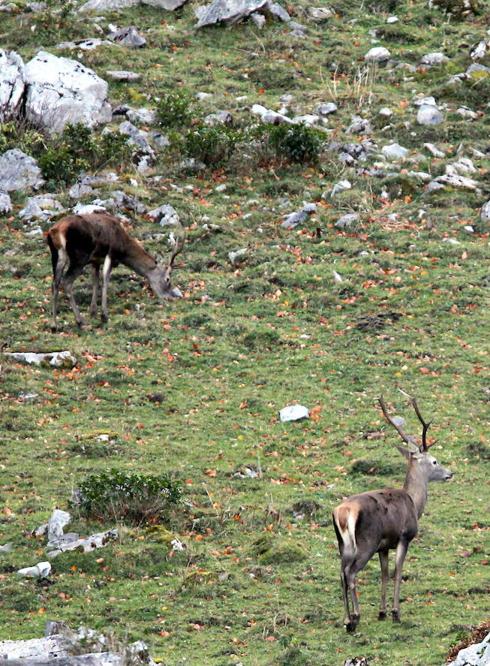 Dos venados, en el Parque Natural de Redes. 